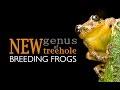 Frankixalus a new genus of tree hole breeding frogs