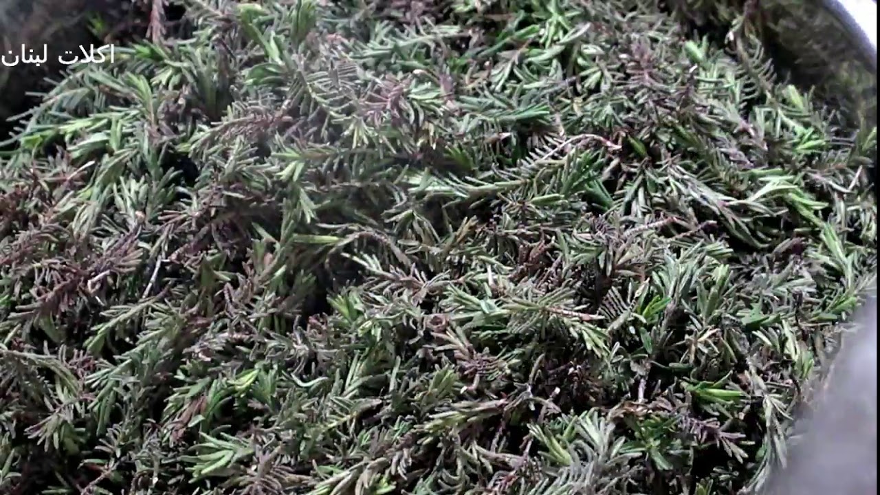 هذه هي نوعيه الزعتر( الصعتر ) التي تصلح للتخليل انظروا الطريقتين