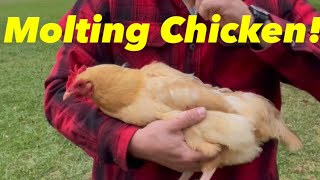 Molting Chickens Explained!