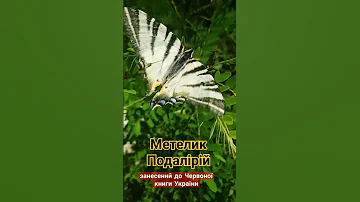 Метелик Подалірій 