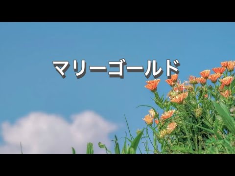 マリーゴールド ／ あいみょん【Cover】