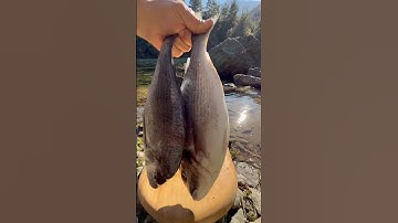 Secret Fish Soup Recipe Cooked Deep in the Woods! 🐟