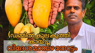 (ഡമ്മിൽ വിളഞ്ഞ വിദേശ മാമ്പഴത്തോട്ടം | Imported Fruit Farm in Malappuram #mango