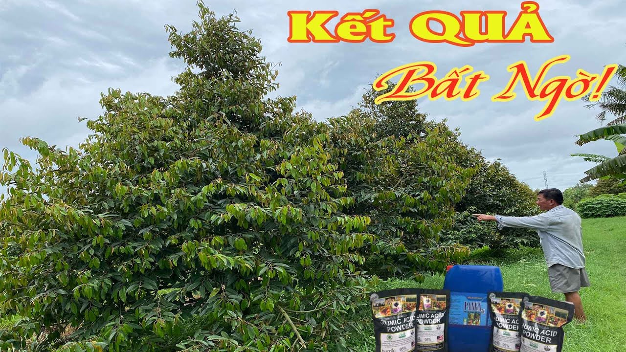 KẾT QUẢ CỦA KHU VƯỜN SẦU RIÊNG