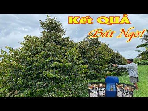 Video KẾT QUẢ CỦA KHU VƯỜN SẦU RIÊNG 