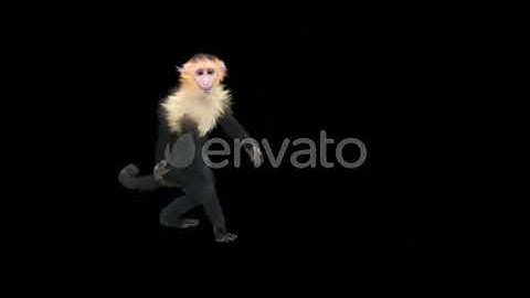 Monkey Dance 4K | Motion Graphics - Envato elements