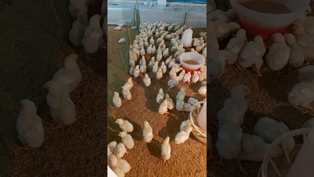 2nd farm day seven poultry chicks | POULTRY FARM | ABSAR KHAN - YouTube