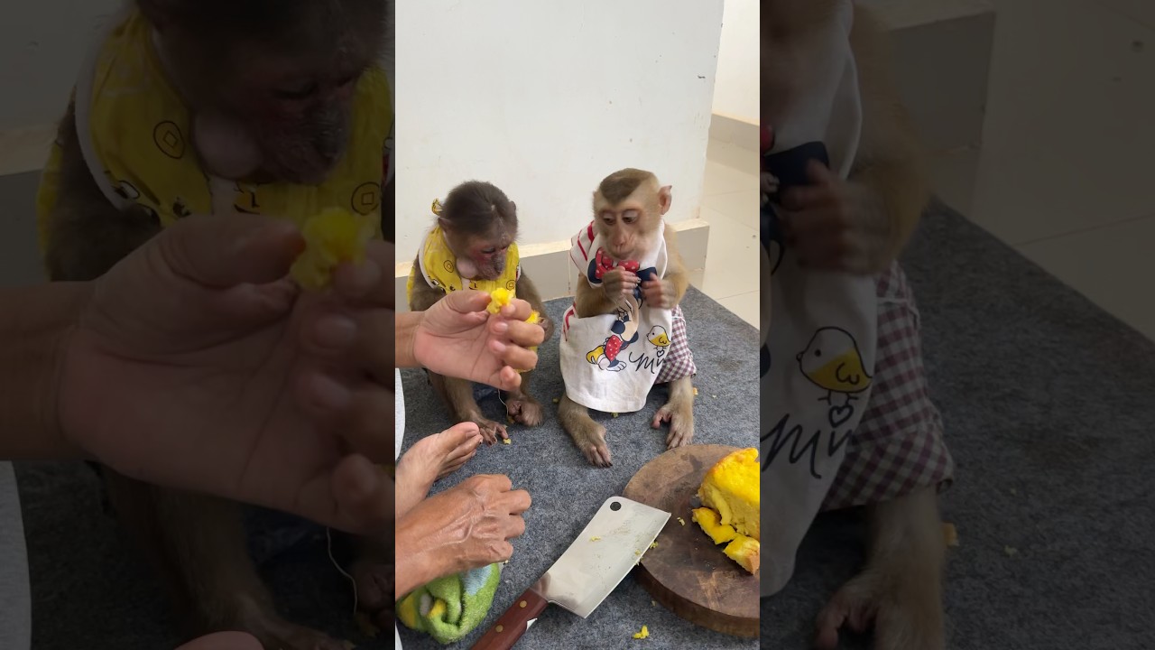 Monkey enjoying snack time like a king 🐒👑 