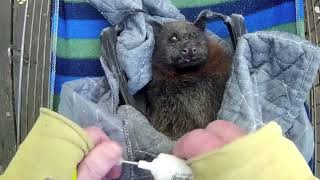 Rescuing Hokey Pokey;  a Grey-Headed Flying-Fox in trouble