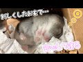 【亡くなったハムスター】のお家をリフォームして新しい子を住ませてあげることにしました