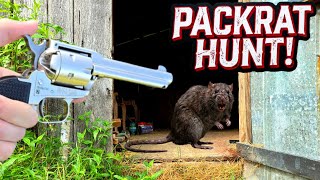 Hunting down the PACK RAT in my shed!