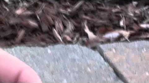 Ematch to Visco Aftermath