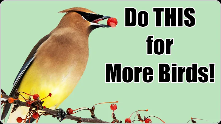 Attract Backyard Birds with an Ecosystem Approach!