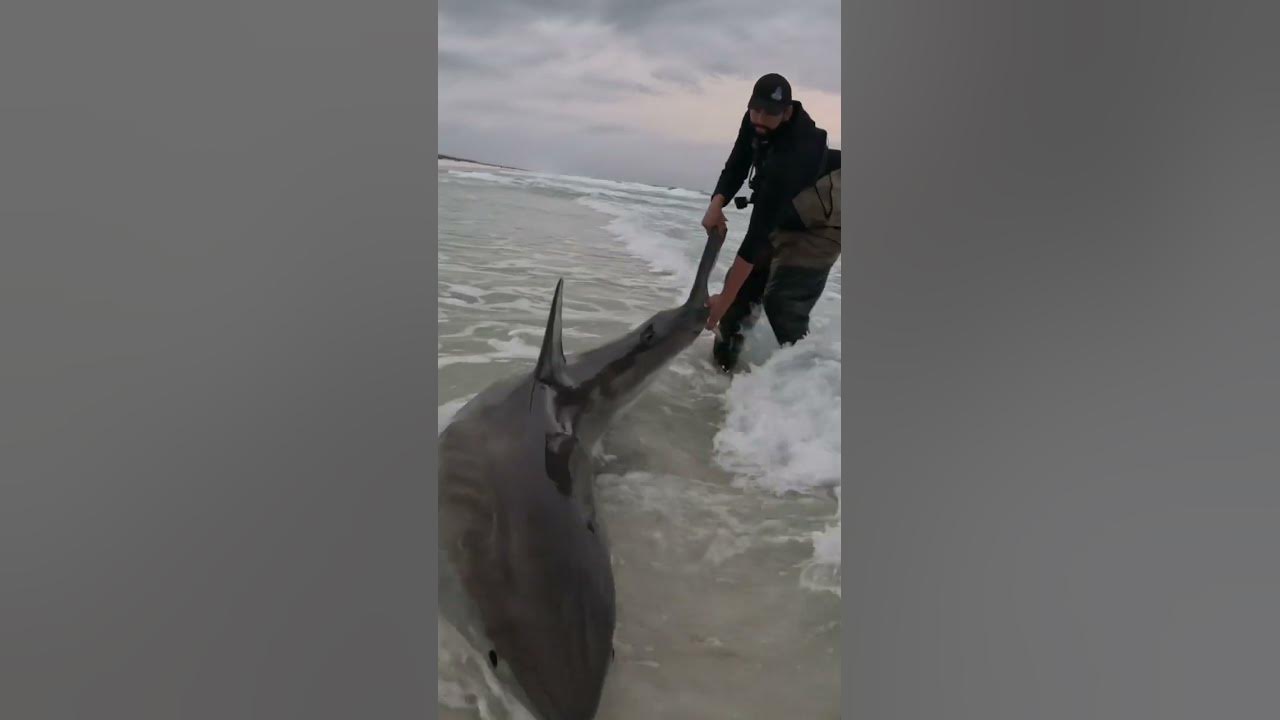 Catching JAWS!! GREAT WHITE SHARK!! Pensacola Beach, FL #greatwhite #