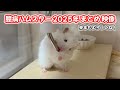【ハムスター】2025年臆病ハムスター総集編！