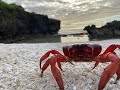 Christmas Island Red Crab Migration 2021
