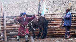 Experience Nomadic Life in Springtime of Mongolia