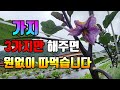가지심고 3가지만 해주면 가지 원없이 따먹습니다 가지심고 3가지만 해주면 가지 원없이 따먹습니다