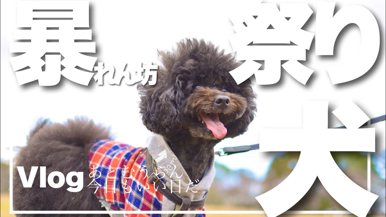 愛犬と散歩 トイプードル 枯れ葉に突っ込んで大暴れする愛犬デカプーが可愛い 愛知県西尾市八ツ面山公園に行きました 前編 多頭飼い アフロカット おパンツカット Youtube
