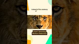 Lions Amazing Motion Detection 🦁