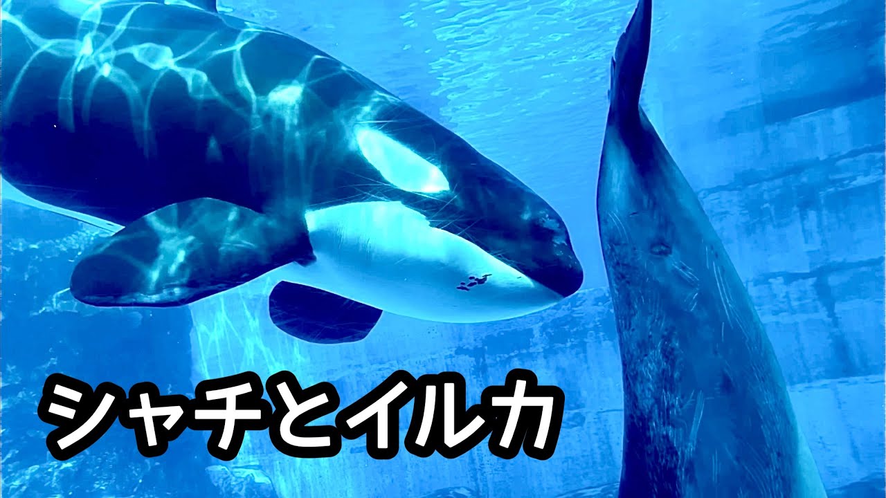 シャチ リンちゃん イルカと泳ぎます【名古屋港水族館】Killer whale