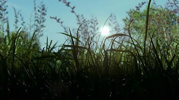 Nature Academy: Grass