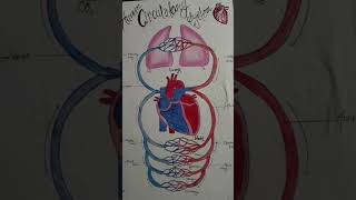 Human circulatory system 👍