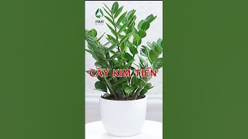 3 loại cây trồng trong nhà giúp thu hút tài lộc #shots