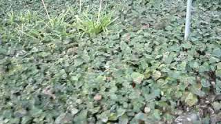 Modesto Cali "Ivy Island"