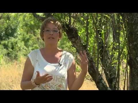 Videó: Mandulafa áttelelése: A mandulafák gondozása télen