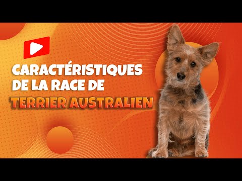 Vidéo: Bon noms de terrier australien