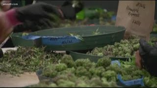 Maryland's cannabis business selection delayed by racial bias allegations