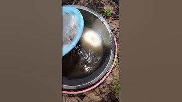 Giải Cứu Bầy Lóc Vay Xanh Mắc Cạn #shorts