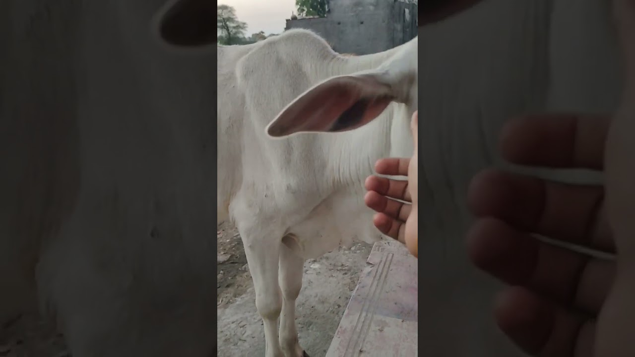 Cow Cuddling . Psychotherapy to Reduce Stress and Anxiety 