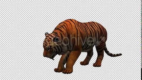 Tiger 2 | Motion Graphics - Envato elements