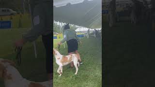 Brittany at the dog show