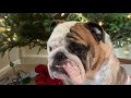 Reuben the Bulldog: Roo's Lump