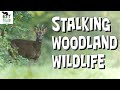 Stalking Woodland Wildlife