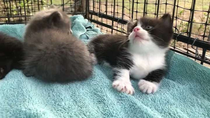 Watch the video about Black munchkin kitten a