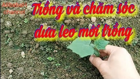 Kỹ Thuật TRỒNG VÀ CHĂM SÓC DƯA LEO (dưa chuột) Giai Đoạn CÂY DƯA LEO CON | AlibabaH channel
