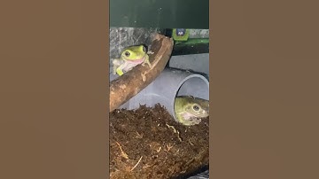 DUMPY TREE FROG FEEDING 🐸✨ #dumpytreefrog #treefrog #frog #youtubeshorts #shorts