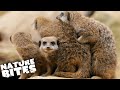 Meerkats Celebrate Christmas | The Secret Life of the Zoo | Nature Bites