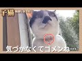 【悲報】猫の首輪を取ったら痛々しいキズが…！