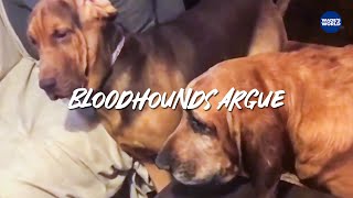 Bloodhound is FED UP with its sibling | #bloodhound #siblings #funny