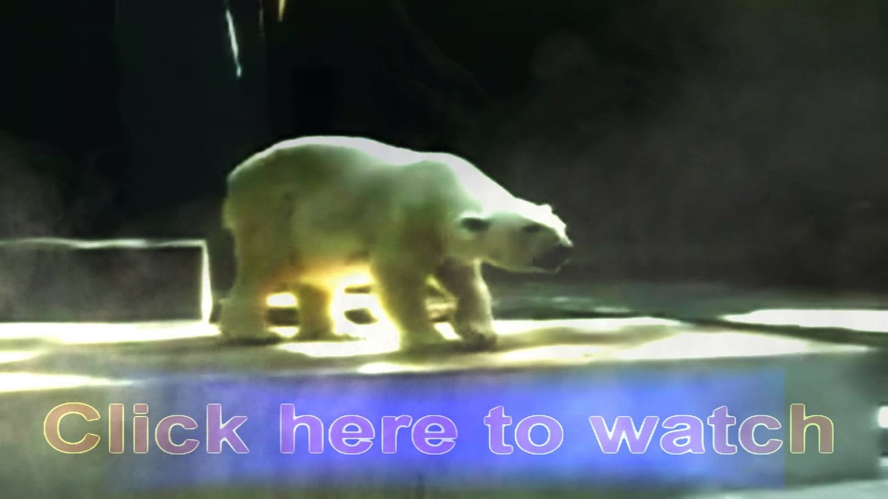 Jaakarhut Pk Video 2!