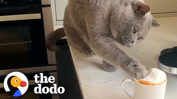 Cat Will Not Begin His Day Without His Own Cat-uccino  | The Dodo