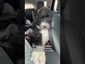 Kona the diabetes alert dog makes an alert in the car