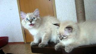 Невские маскарадные котята из питомника Тавалога.avi Невские маскарадные котята из питомника Тавалога.avi