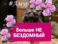 Пёс Амур. Из отлова в провинции на диван в столицу!