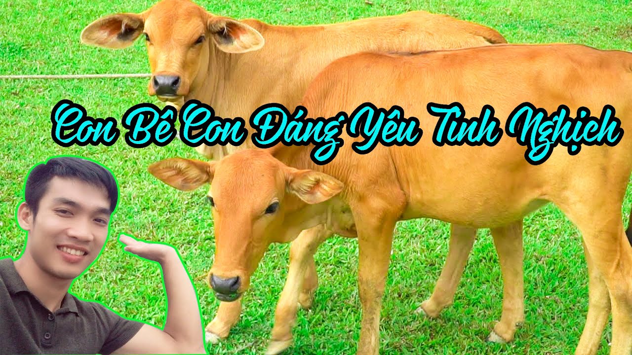 Con Bê Con Đáng Yêu Tinh Nghịch - YouTube